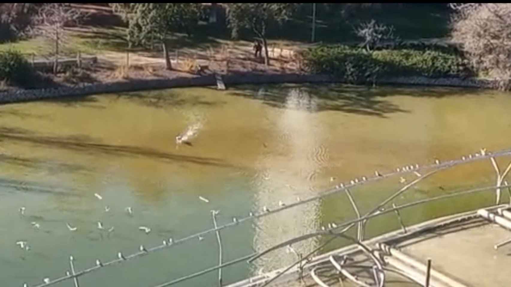 Perros en el estanque de Diagonal Mar, a la caza de aves / CEDIDA