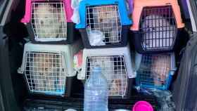 Cachorros de chihuahua interceptados en Barcelona / GUARDIA URBANA