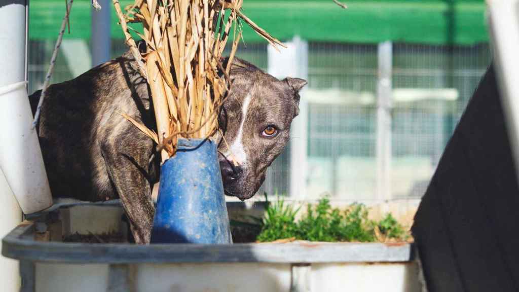 Uno de los perros en adopción de la Protectora de Mataró / FUNDACIÓ DAINA