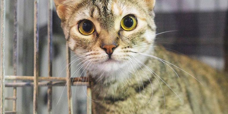 Una de las gatitas de 2 años en adopción, Veva / FUNDACIÓ DAINA