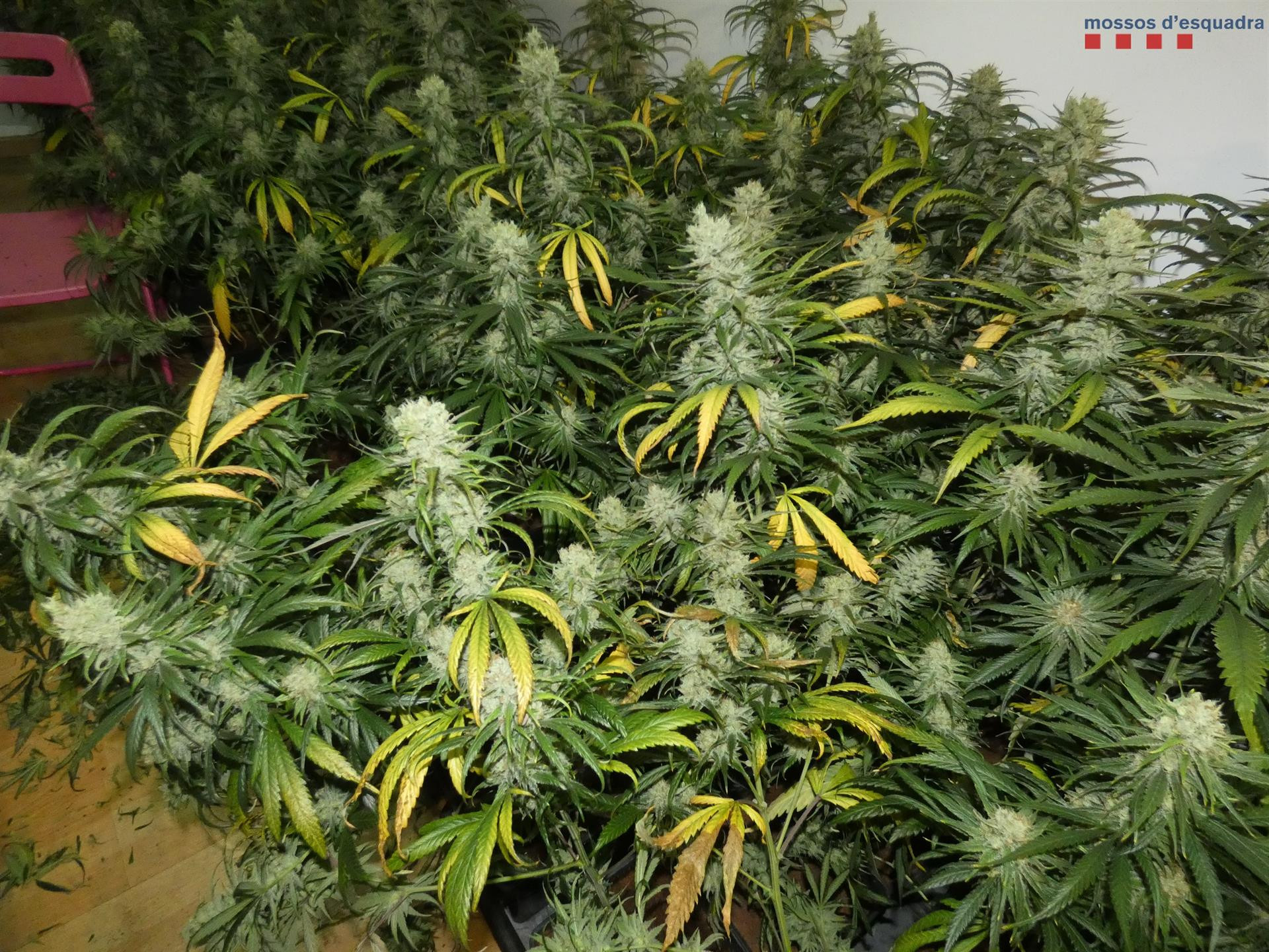 Plantación de marihuana con un sistema eléctrico sofisticado / MOSSOS D'ESQUADRA