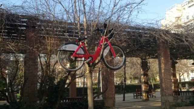 Una bicicleta del Bicing, colgada de un árbol en el parque de Can Miralletes / CEDIDA