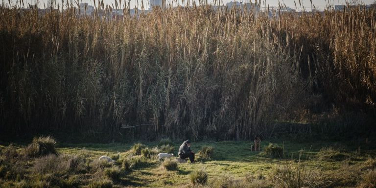 Un pastor con su perro y cabras en la orilla del río Besòs / PABLO MIRANZO