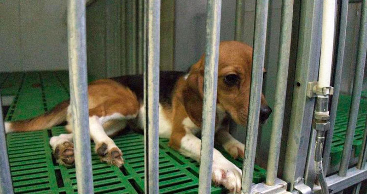 Imagen de un beagle como los que se usarán en el experimento de la UB y Vivotecnia / CRÓNICA GLOBAL