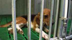 Imagen de un beagle como los que se usarán en el experimento de la UB y Vivotecnia / CRÓNICA GLOBAL