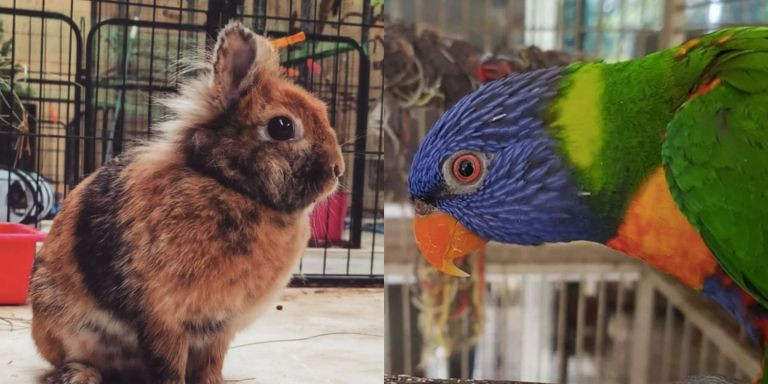 Roedores y aves, entre las especies que rescatan de las calles de Barcelona / APAEC