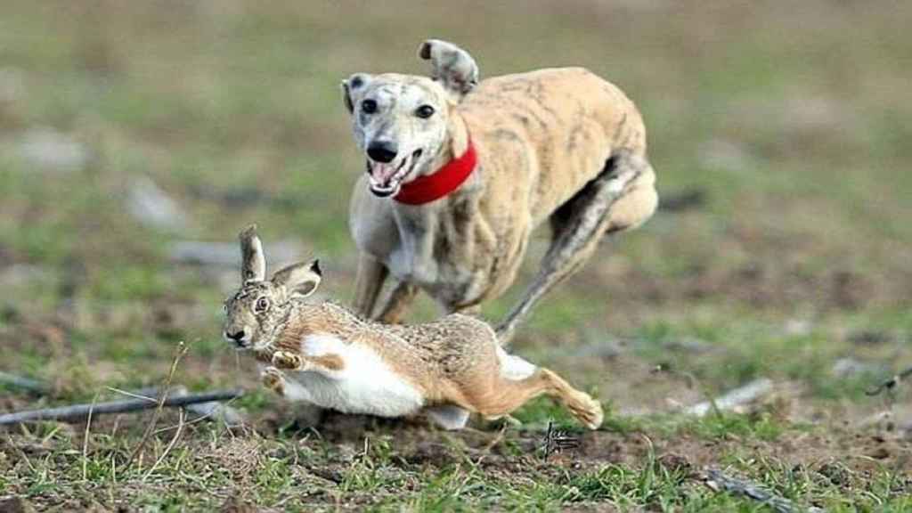 Un galgo cazando una liebre