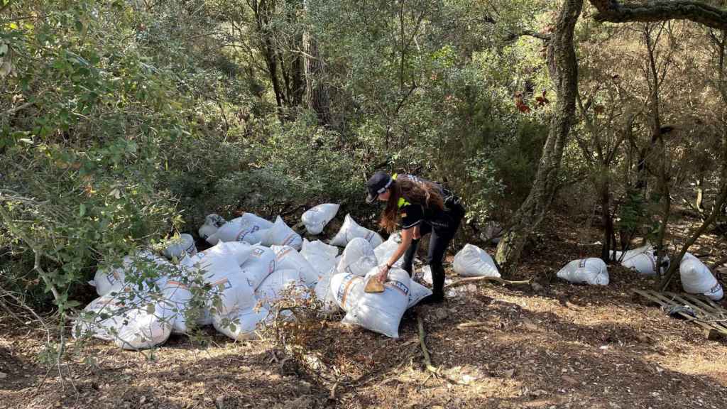 Una policía de la unidad montada inspecciona los sacos de runa / GUARDIA URBANA