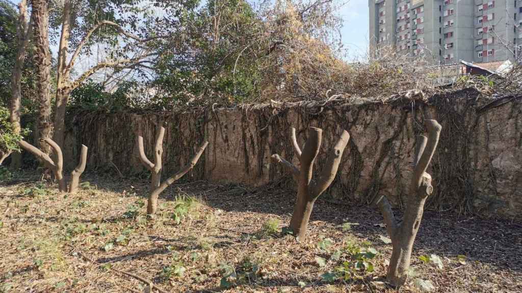 Árboles talados en el parque de Can Solei, en Badalona / CEDIDA