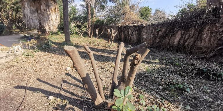 Árboles talados en el parque de Can Solei / CEDIDA