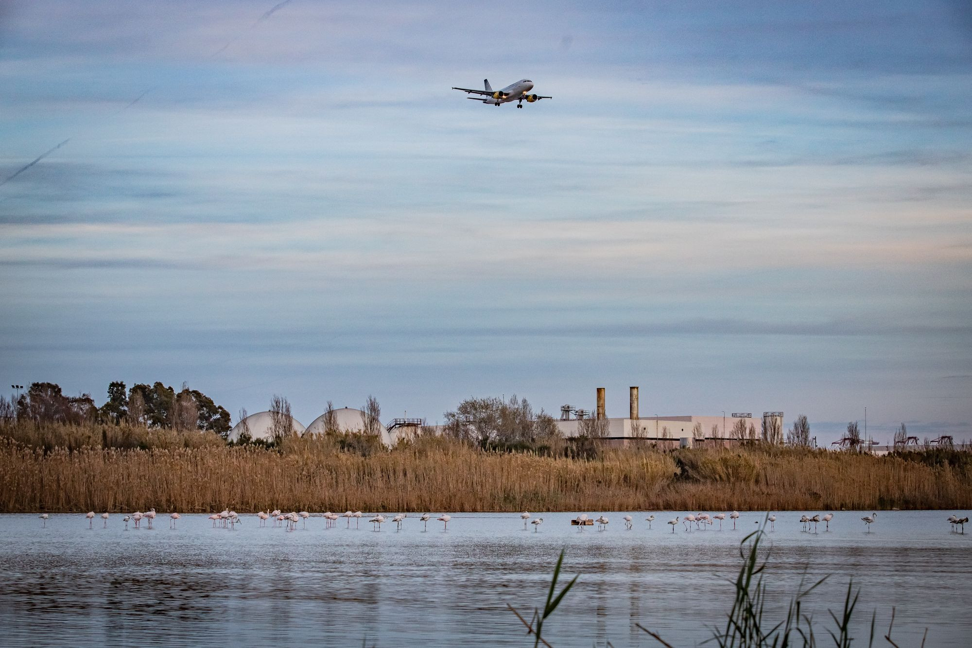 Flamencos en el delta del Llobregat / AYUNTAMIENTO DEL PRAT DE LLOBREGAT