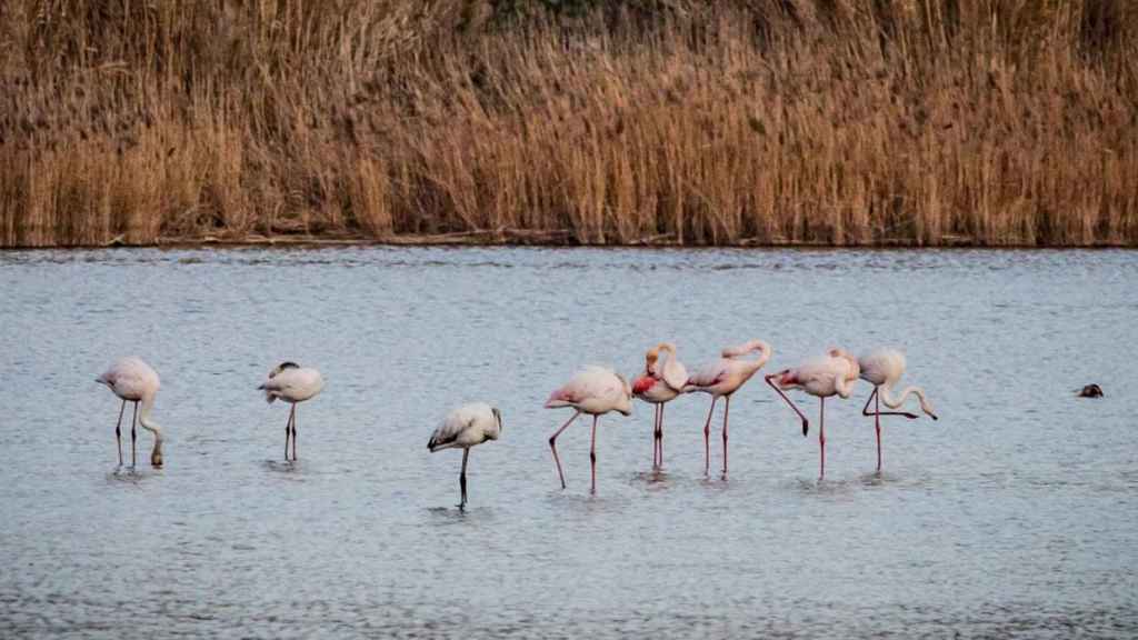 Flamencos en el Delta del Llobregat / AJ PRAT DE LLOBREGAT