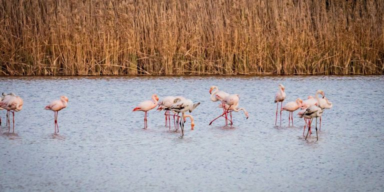 Flamencos en el delta del Llobregat / AYUNTAMIENTO DEL PRAT DE LLOBREGAT