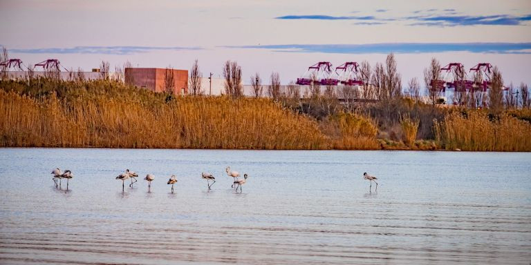 Flamencos en el delta del Llobregat / AYUNTAMIENTO DEL PRAT DE LLOBREGAT