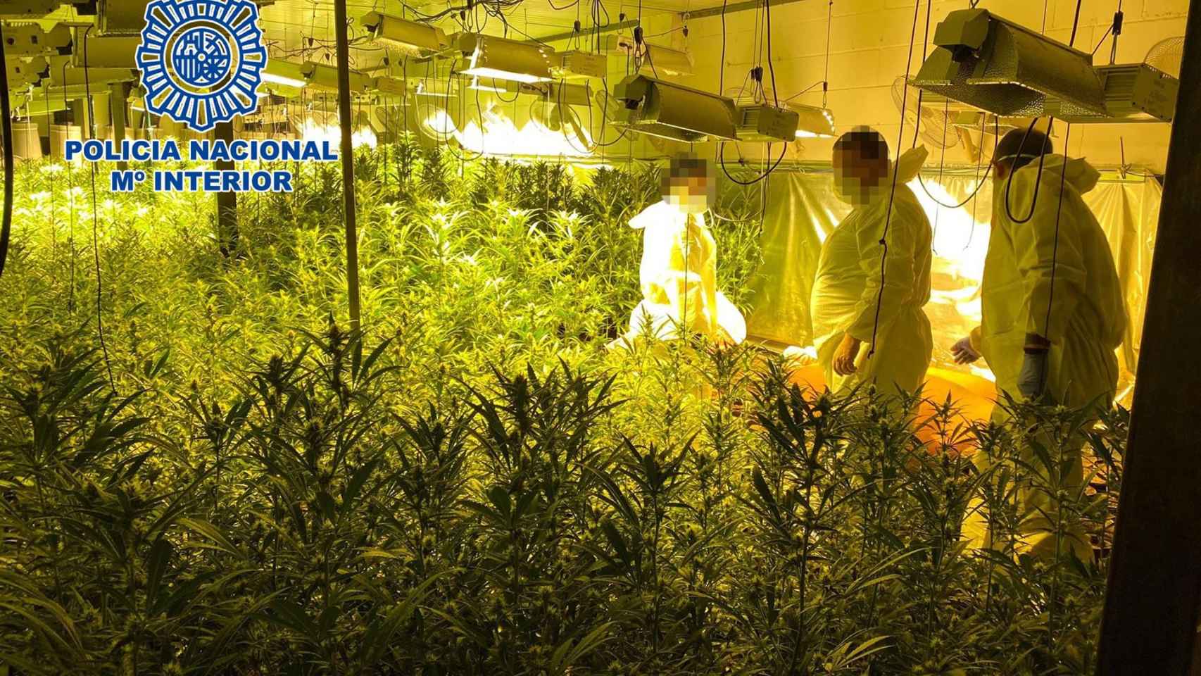 Uno de los cultivos de marihuana intervenidos en las naves industriales del área metropolitana / POLICÍA NACIONAL