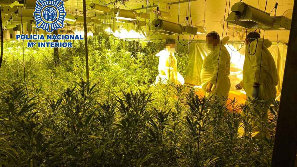 Uno de los cultivos de marihuana intervenidos en las naves industriales del área metropolitana / POLICÍA NACIONAL