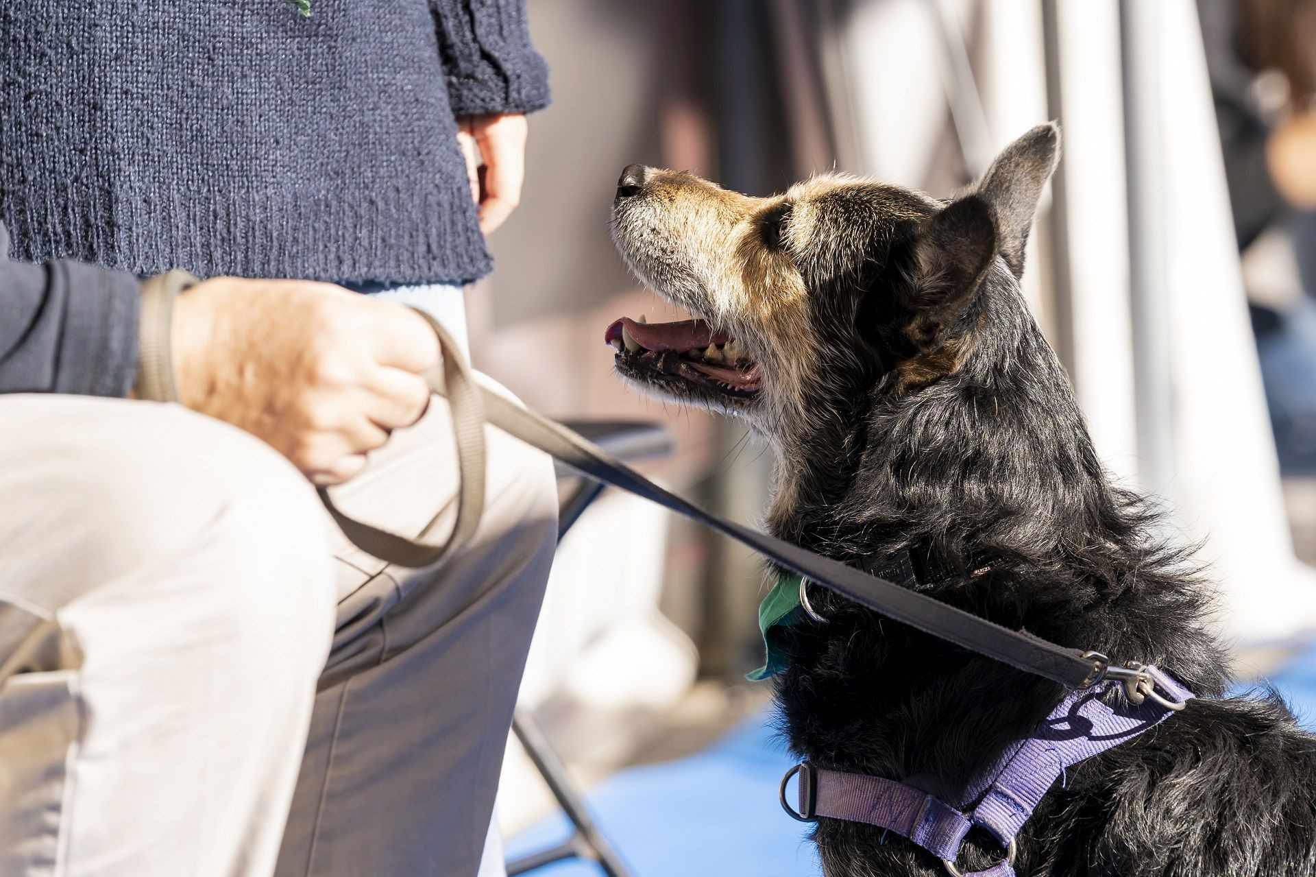 Un perro en Barcelona / AJ BCN