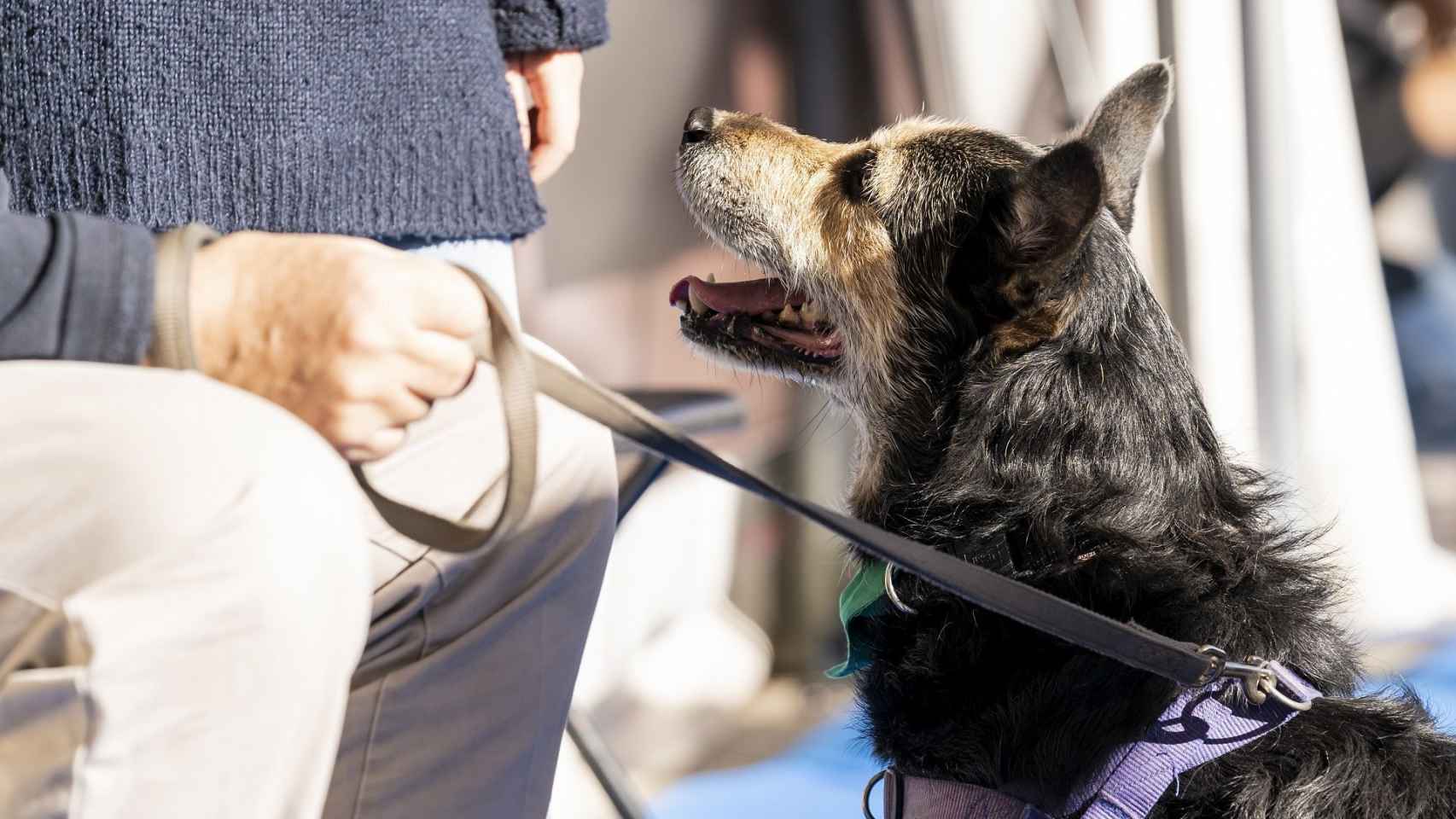 Un perro en Barcelona / AJ BCN