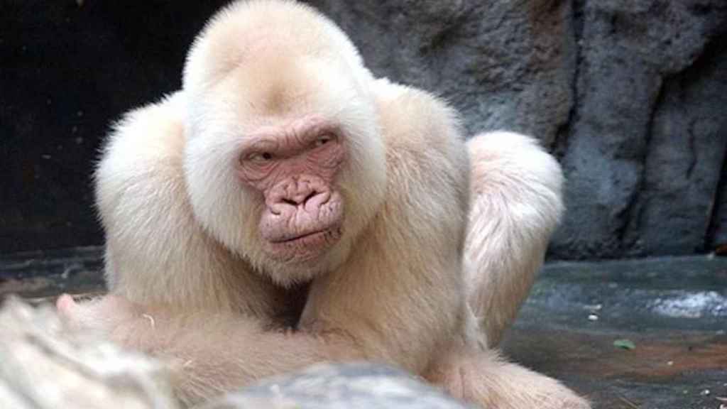 'Copito de Nieve' en el Zoo de Barcelona