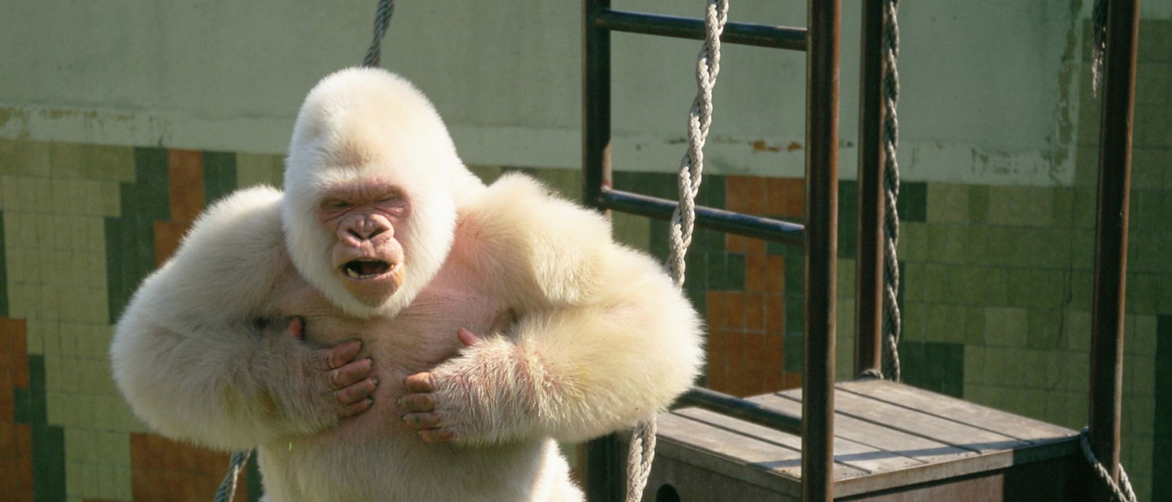 Copito de Nieve / ZOO DE BARCELONA