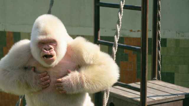 Copito de Nieve / ZOO DE BARCELONA