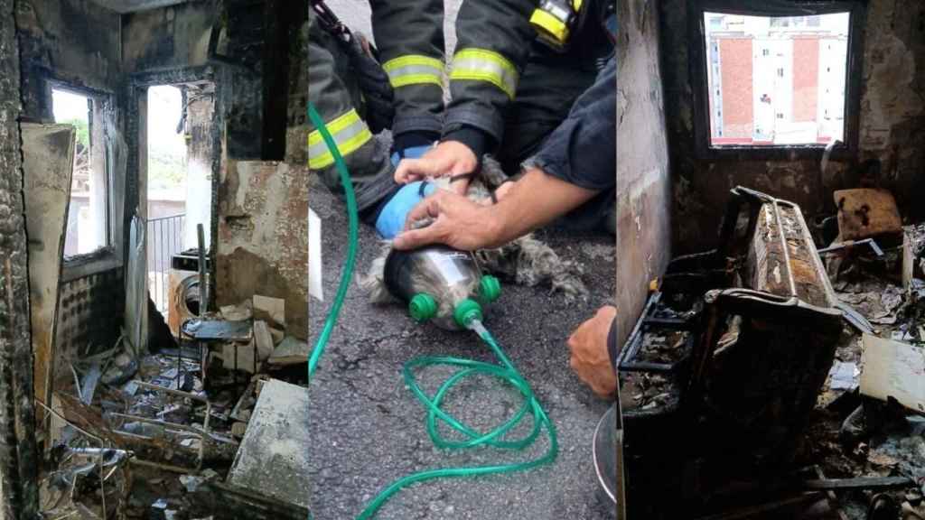 Fotomontaje con estancias del piso tras el incendio y de los Bombers de Barcelona intentando reanimar al perro de Elvis Junior Machuca / CEDIDAS