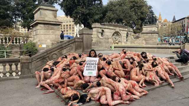 Manifestantes se desnudan en contra de las granjas peleteras / ANIMA NATURALIS