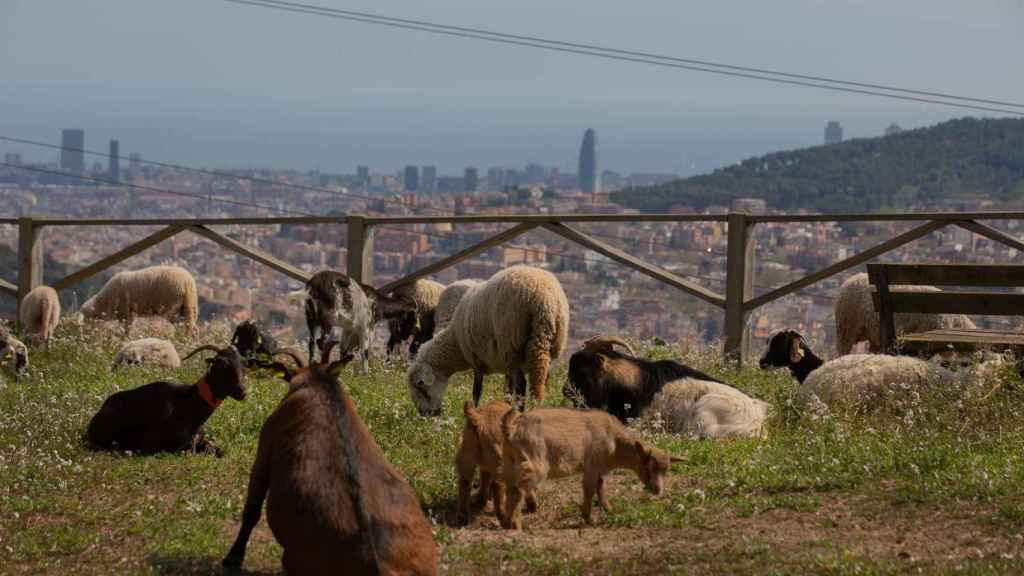 Un grupo de ovejas y cabras pasta cerca del Mirador de Montbau, a 6 de abril de 2022, en Barcelona / David Zorrakino - Europa Press