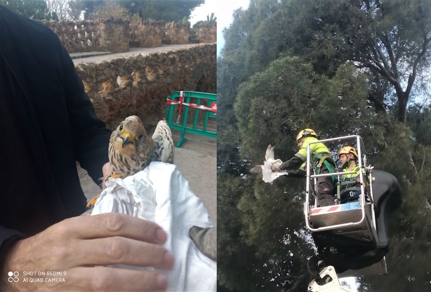 Rescate del cernícalo común de un pino del Park Güell / TWITTER