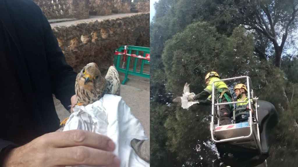 Rescate del cernícalo común de un pino del Park Güell / TWITTER