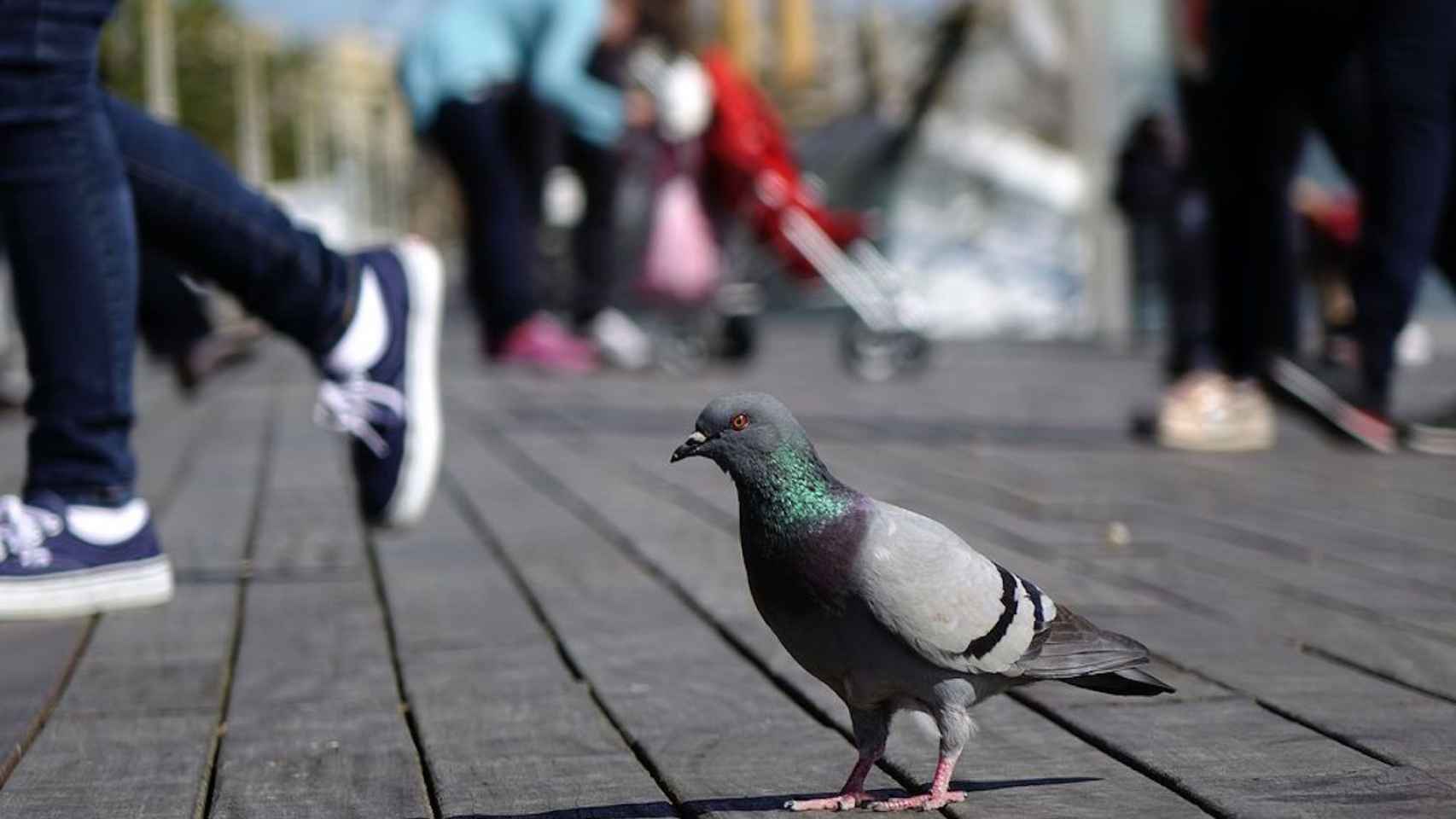 Imagen de una paloma en el Port de Barcelona