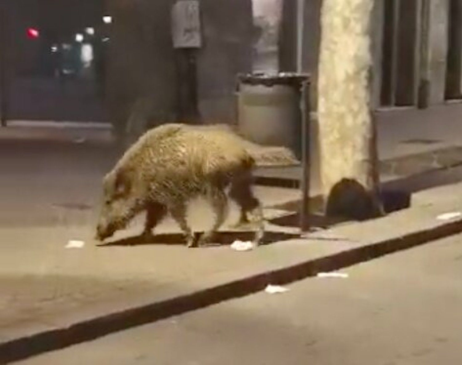 Imagen de un jabalí en la avenida Gaudí, en el barrio de la Sagrada Família / REDES SOCIALES