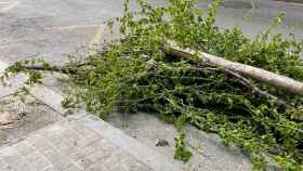 Árbol talado en L'Hospitalet / L'HOSPITALET VERD