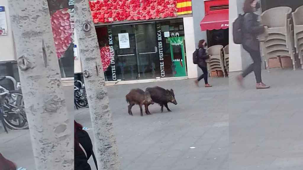 Las dos crías de jabalí que han paseado dos horas por la Sagrera / TWITTER - @Kebabonme