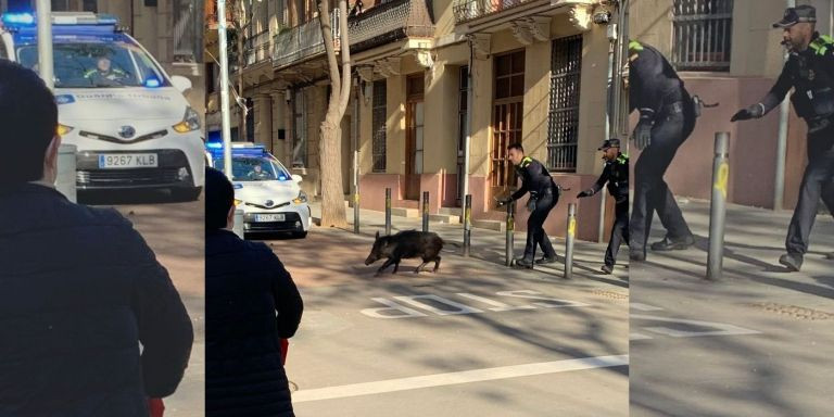 Uno de los jabalíes que han paseado dos horas por la Sagrera / TWITTER - @yamasoto