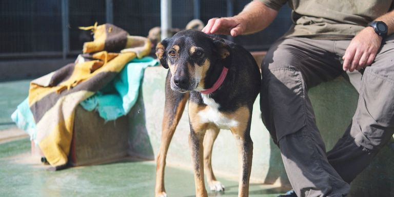 Simba, pendiente de adopción / SOCIETAT PROTECTORA D'ANIMALS DE MATARÓ