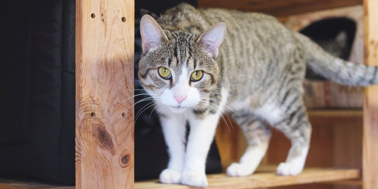 Emu, un gatito de un año buscando hogar / SOCIETAT PROTECTORA D'ANIMALS DE MATARÓ