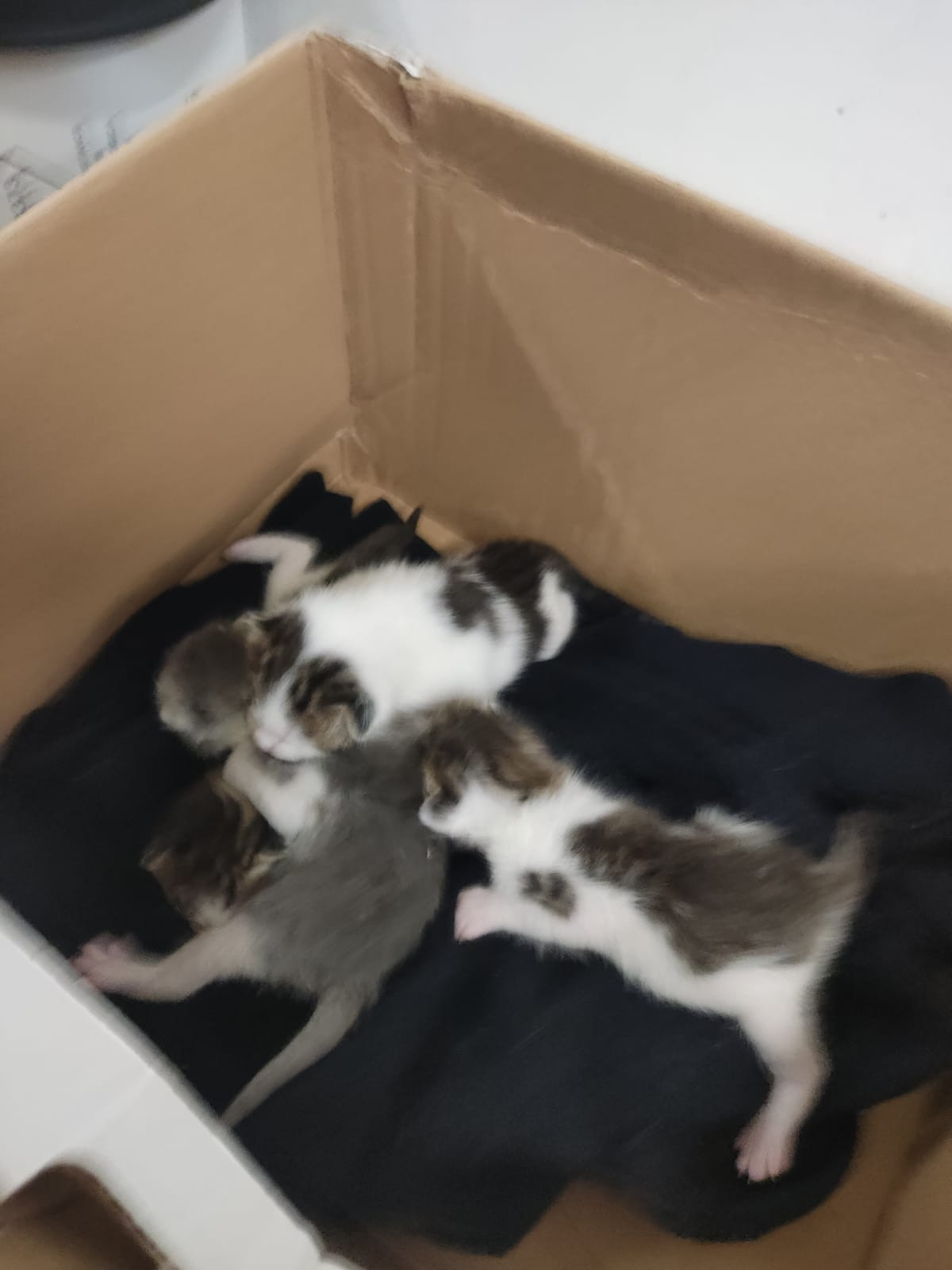 Cachorros de gato abandonados en una caja / SOCIETAT PROTECTORA D'ANIMALS DE MATARÓ