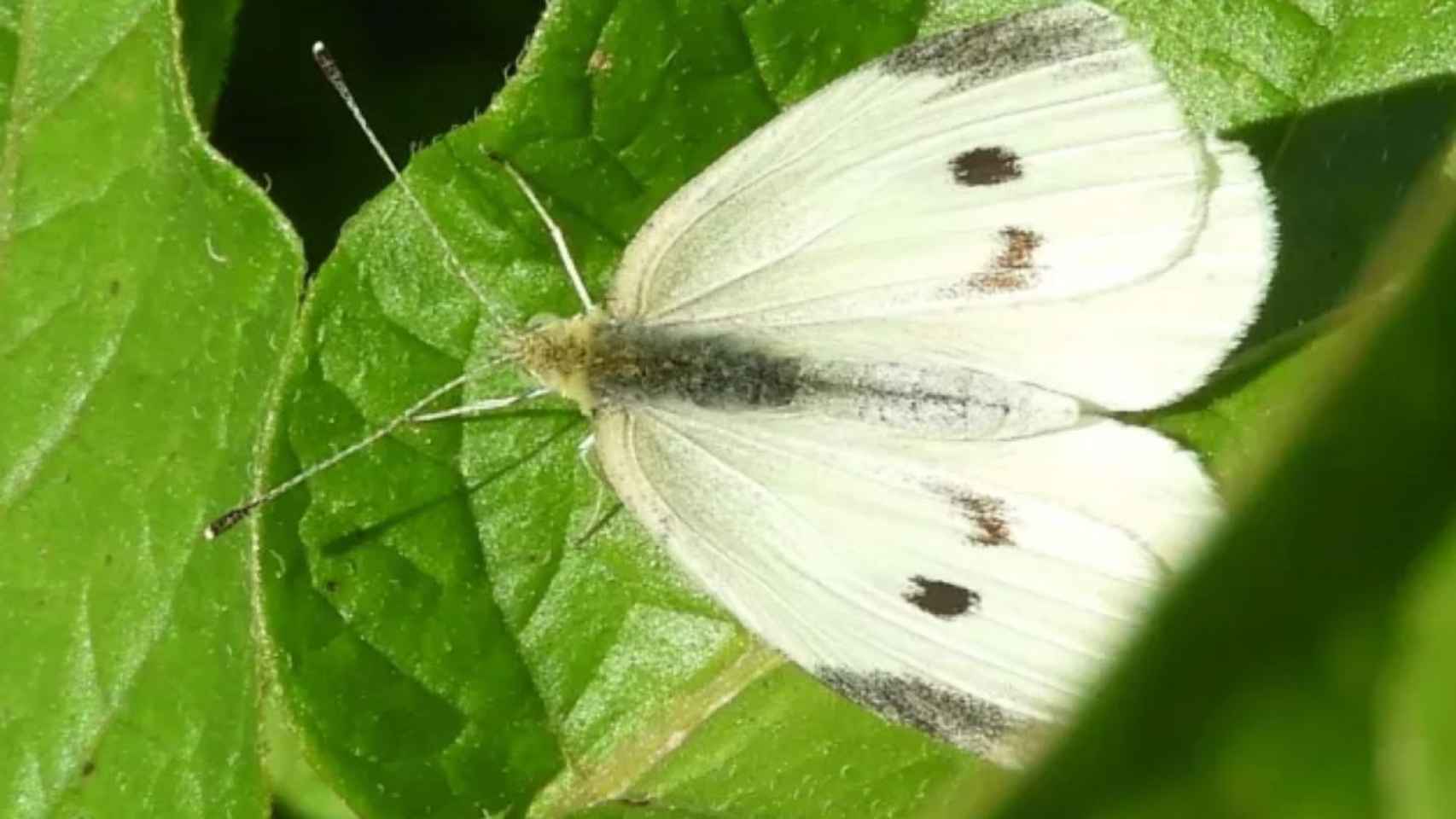 Imagen de una blanquita de la col (Pieris rapae) / elmedinaturaldelbages