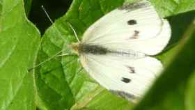 Imagen de una blanquita de la col (Pieris rapae) / elmedinaturaldelbages