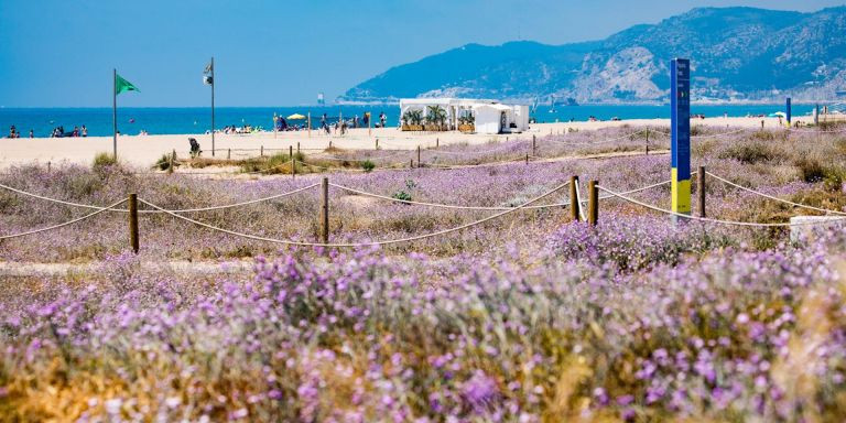 Biodiversidad en una de las playas del Área Metropolitana de Barcelona / EUROPA