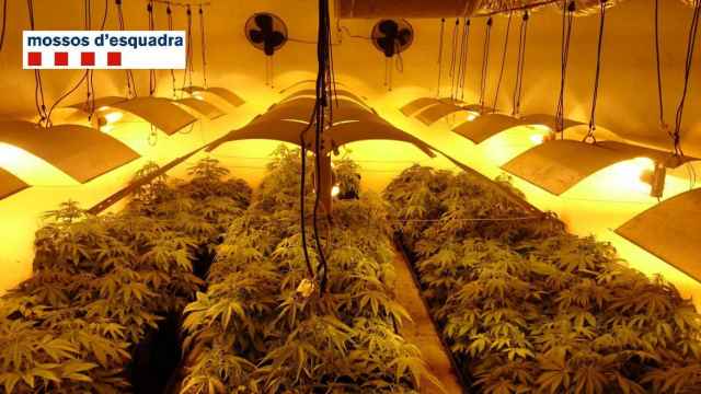 Plantación de marihuana desmantelada por los Mossos d'Esquadra / MOSSOS