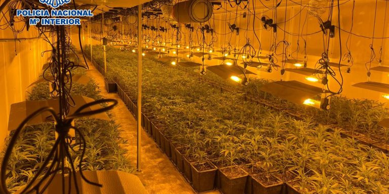 La plantación de marihuana desmantelada en una nave industrial de Sabadell / POLICÍA NACIONAL