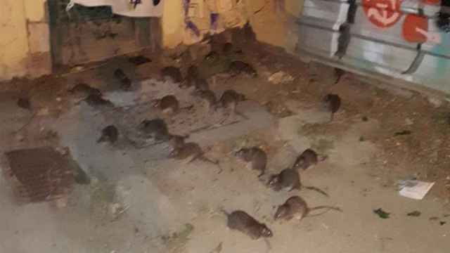 Plaga de ratas en un solar okupado del barrio de Gràcia de Barcelona / METRÓPOLI