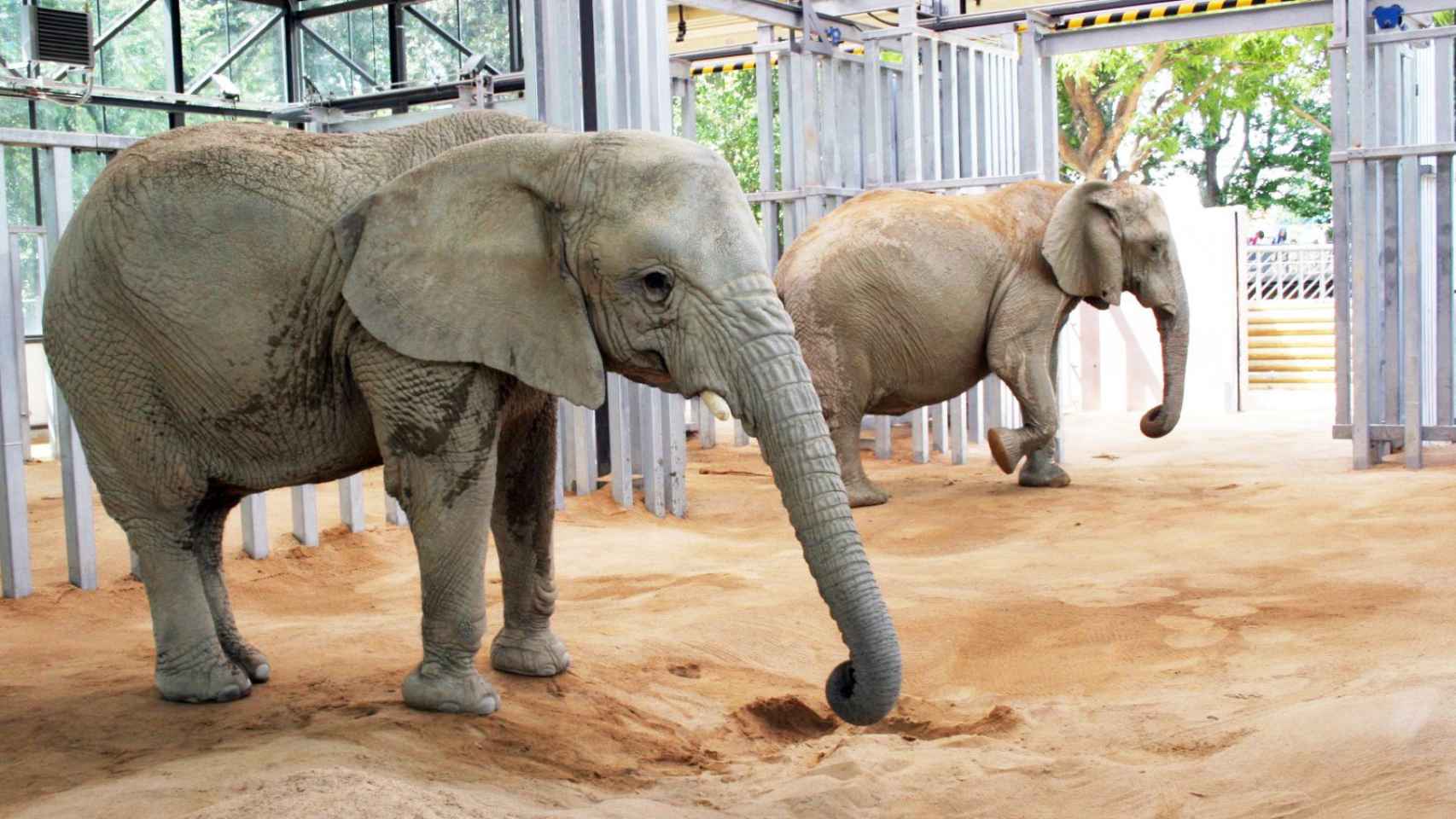 Dos de las elefantas del Zoo de Barcelona / ZOO DE BARCELONA