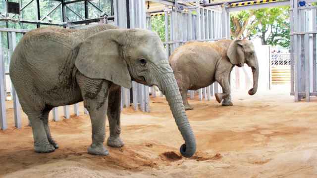 Dos de las elefantas del Zoo de Barcelona / ZOO DE BARCELONA