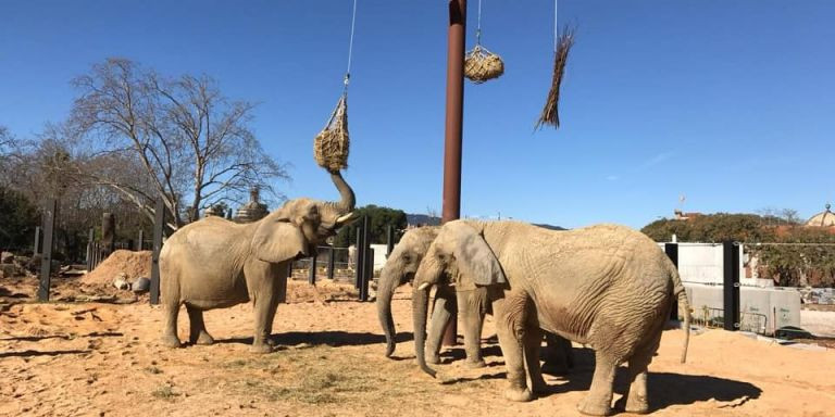 Las elefantas del Zoo de Barcelona / ZOO DE BARCELONA