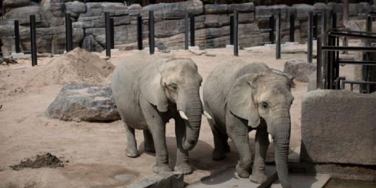 Las elefantas del Zoo de Barcelona / ZOO DE BARCELONA