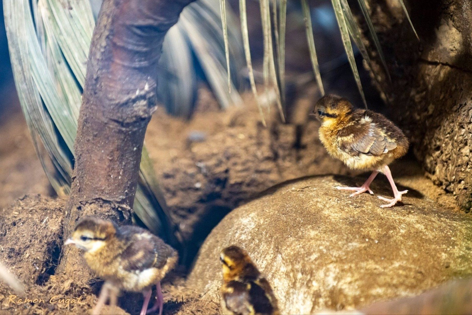 Ejemplares del faisán de Edwards, en el Zoo de Barcelona / AYUNTAMIENTO DE BARCELONA