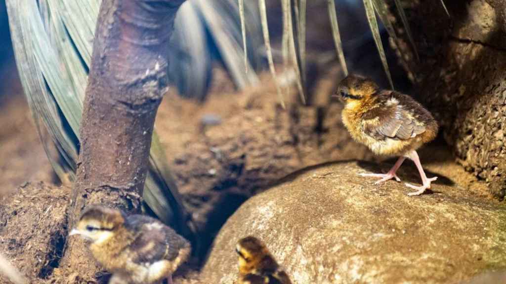 Ejemplares del faisán de Edwards, en el Zoo de Barcelona / AYUNTAMIENTO DE BARCELONA